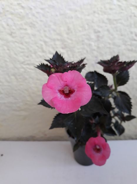 20190913_071125(0) - R19 - Piece of Dream