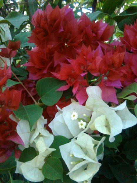 tripla roșie și miss alice(alba) - bougainvillea 2019