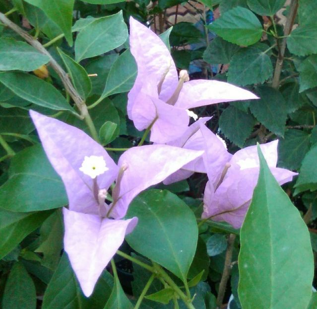 rinjstar lila - bougainvillea 2019