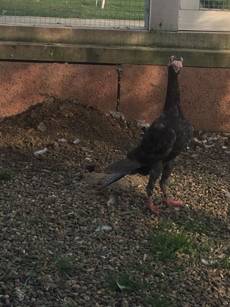 7DF26050-6FF3-4329-83E8-CDB31F653EC3 - CARIERI MATCA 2019