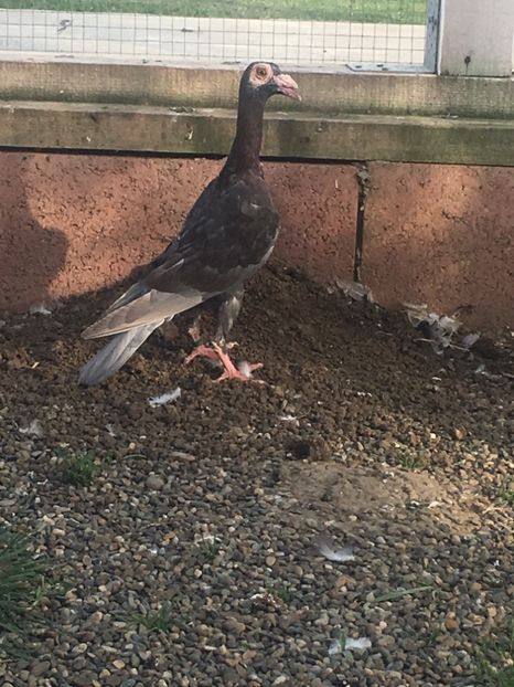 4E31433A-6A45-4DCE-98BF-B5D2A40B41F3 - CARIERI MATCA 2019