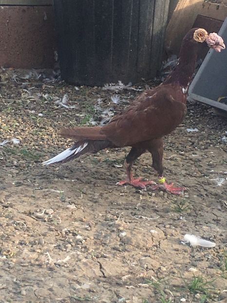 0010E82E-2687-4F43-A491-B7450EA36C90 - CARIERI MATCA 2019