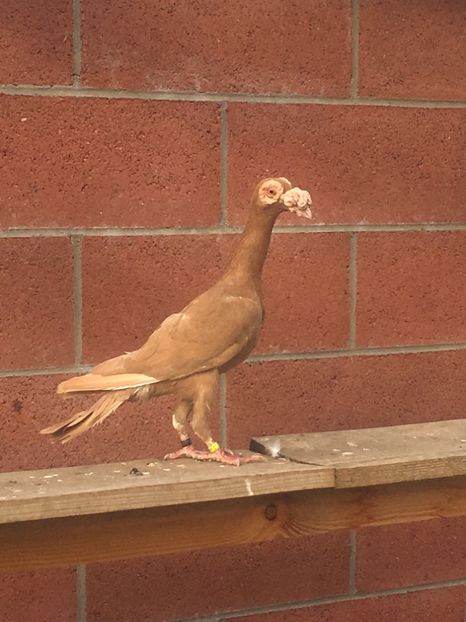 1578D002-7F38-4915-B4A4-31CA0AF1CD09 - CARIERI MATCA 2019