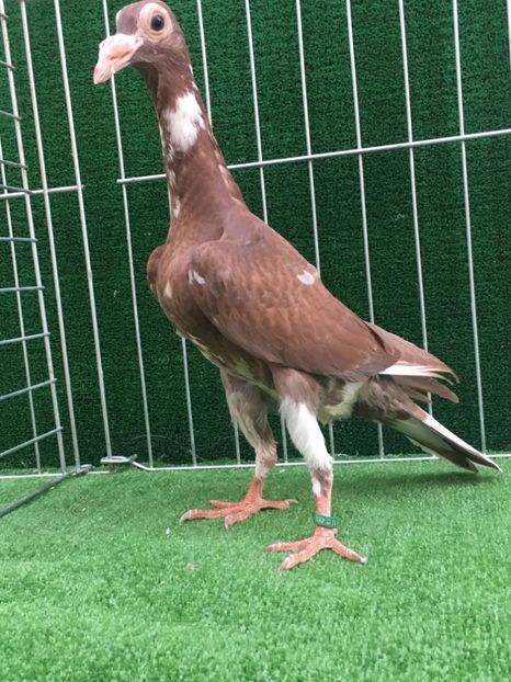 C5E27511-FABC-4801-8B48-8DD0A191BDA9 - CARIERI MATCA 2019