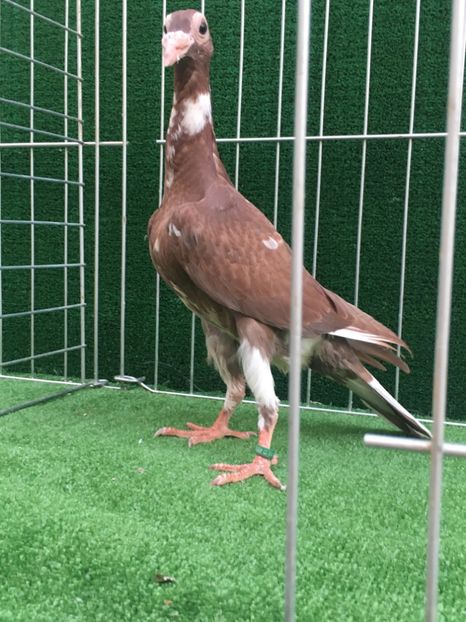 07372FA7-787C-4E11-A171-B9D6E420CE20 - CARIERI MATCA 2019