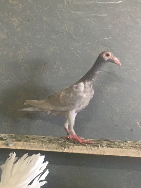 743F6E3D-D3F4-47D8-AE27-8A24DBD68B6B - CARIERI MATCA 2019