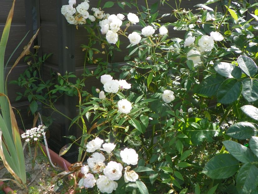 Blushing Bride - Trandafiri 2019 4