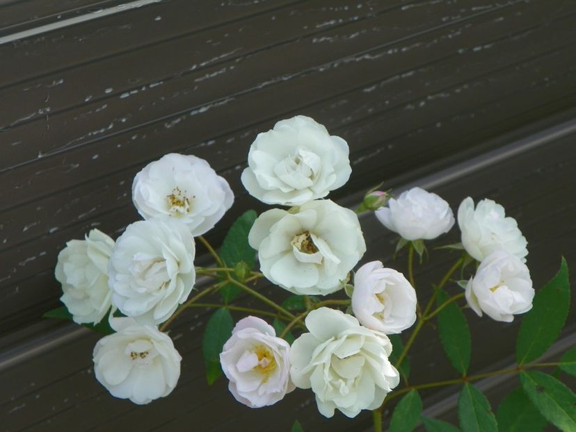 Blushing Bride - Trandafiri 2019 4