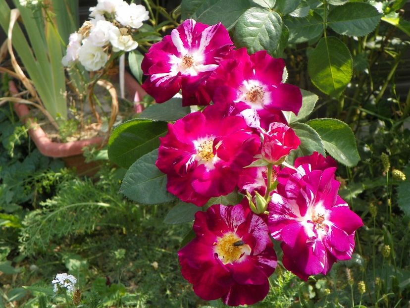 Purple Splash - Trandafiri 2019 4