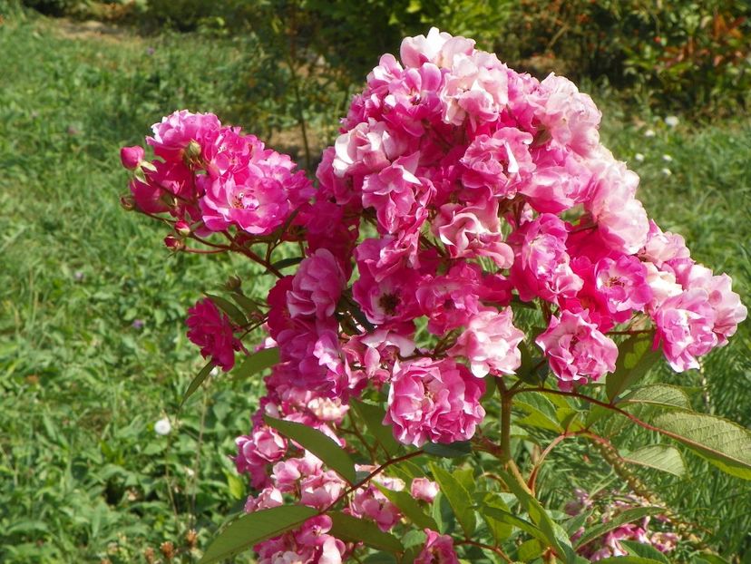 Robin Hood - Trandafiri 2019 4