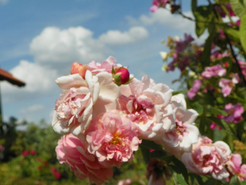 Cornelia - Trandafiri 2019 4