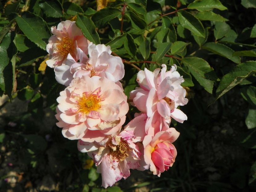 Cornelia - Trandafiri 2019 4