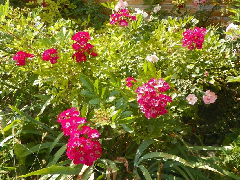 Red Ballerina - Trandafiri 2019 4