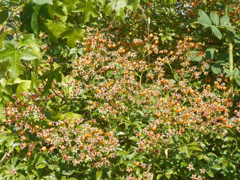 Helenae Semiplena - Trandafiri 2019 4