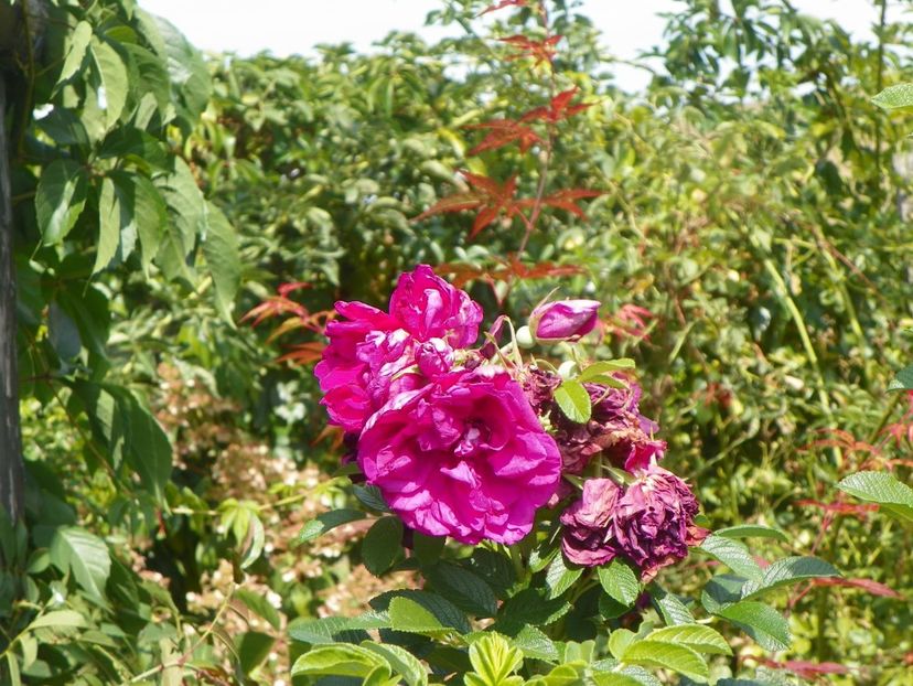 Roserai de l'Hay - Trandafiri 2019 4