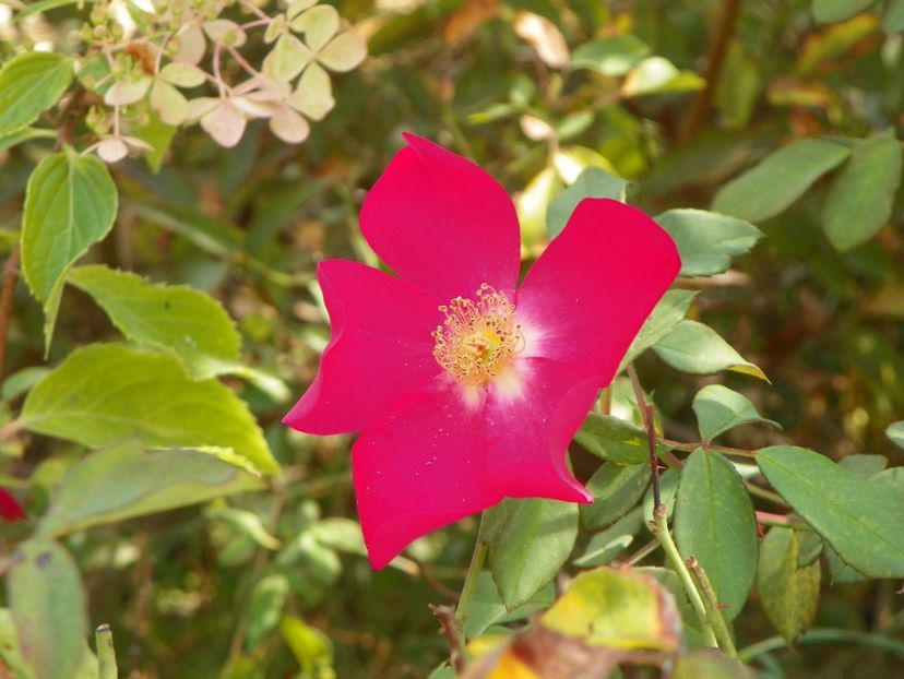 Rose of Picardy - Trandafiri 2019 4