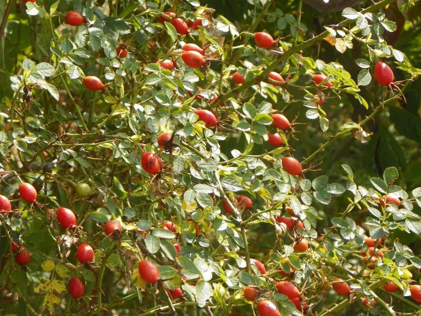 rosa rubiginosa - Trandafiri 2019 4