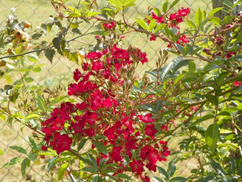 Vif Eclat - Trandafiri 2019 4