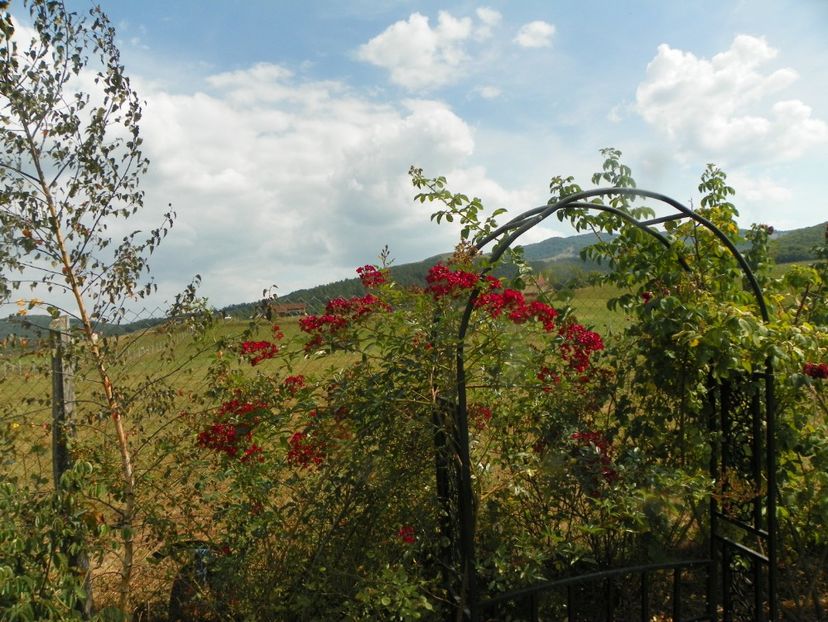 Vif Eclat - Trandafiri 2019 4