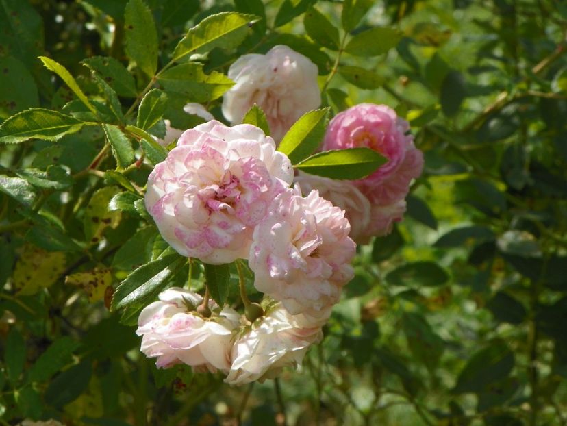 Pink Ghislaine de Feligonde - Trandafiri 2019 5