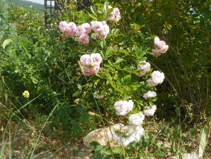 Pink Ghislaine de Feligonde - Trandafiri 2019 5