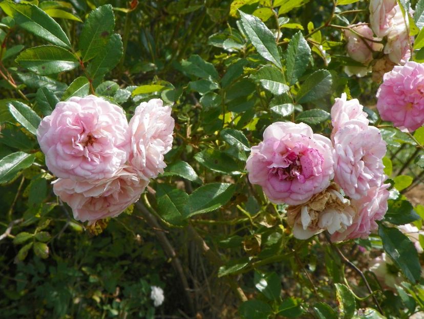 Pink Ghislaine de Feligonde - Trandafiri 2019 5