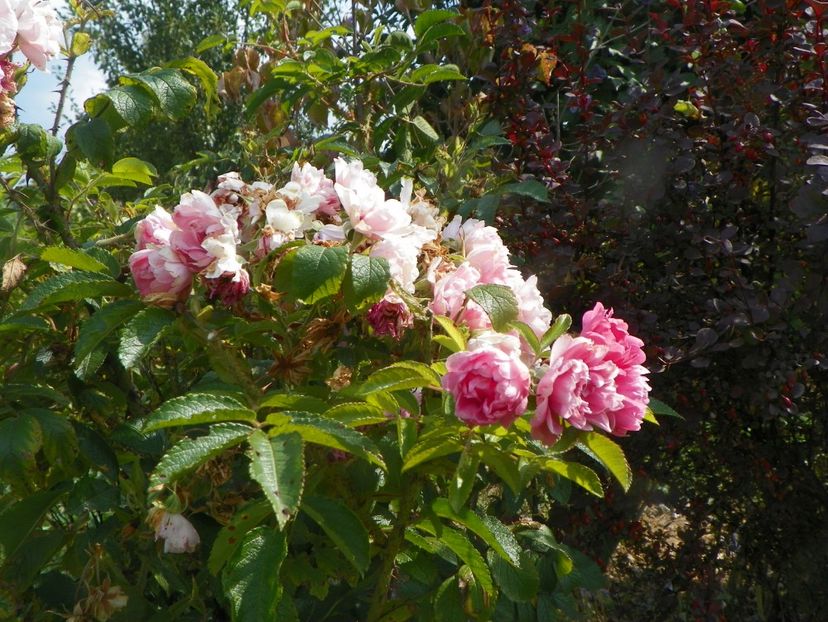Pink Grootendorst - Trandafiri 2019 5