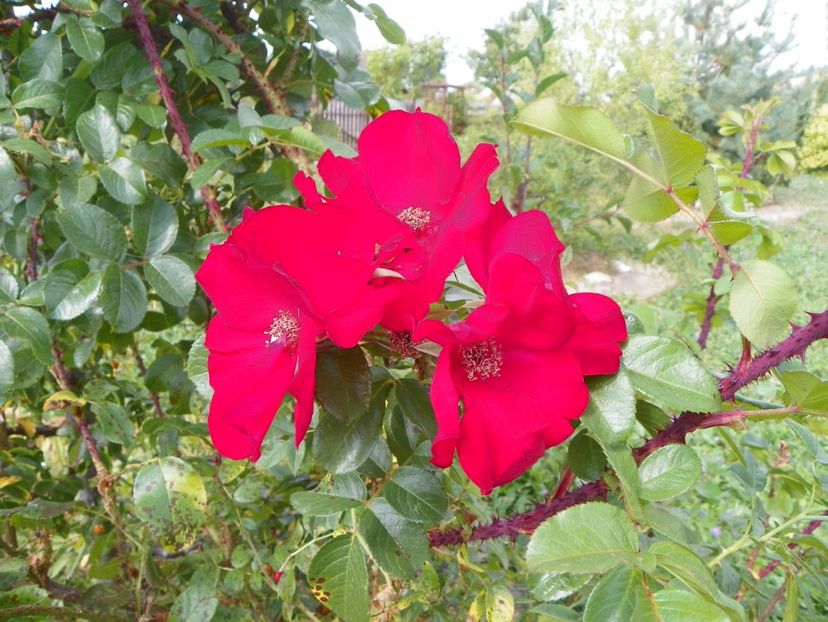 Robusta - Trandafiri 2019 5