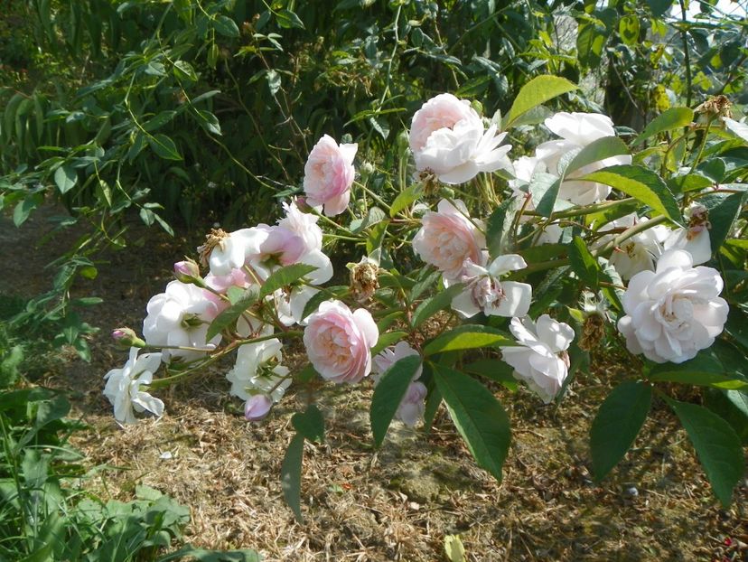 Rose Delacroix - Trandafiri 2019 5