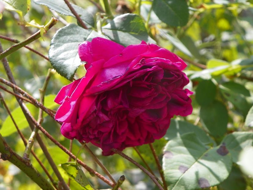 William Shakespeare - Trandafiri 2019 5