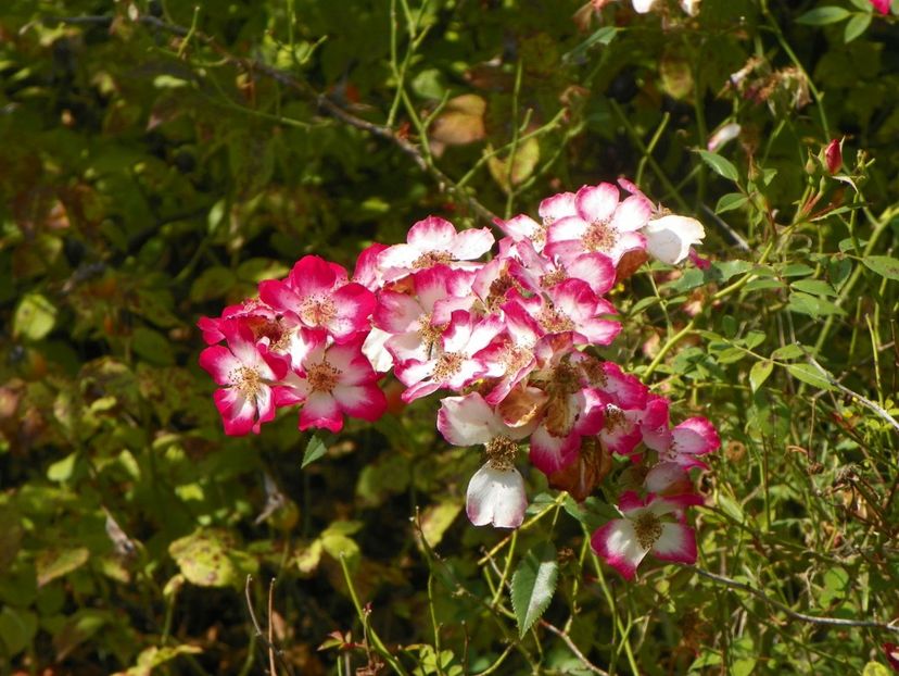 Star Profusion - Trandafiri 2019 5