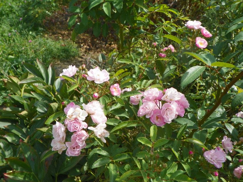 Heavenly Pink - Trandafiri 2019 5