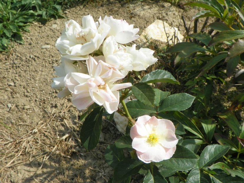 Bouquet Parfait - Trandafiri 2019 5
