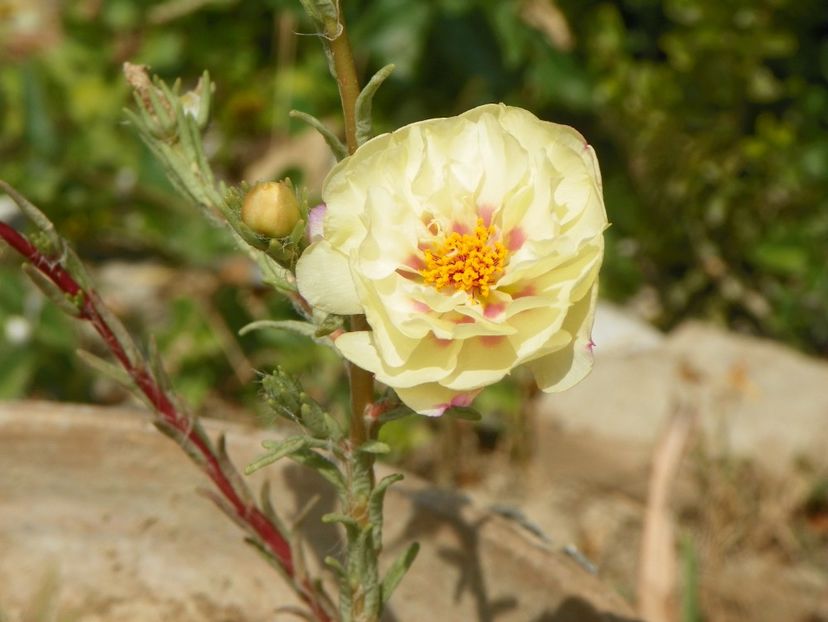 portulaca - Dobarland 2019 4