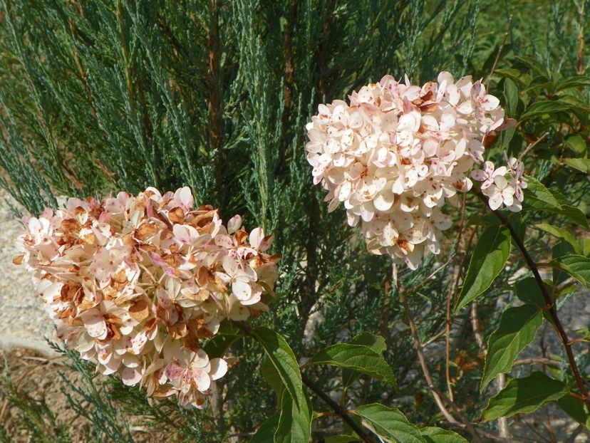 hydrangea pan. Vanille Fraise - Dobarland 2019 4