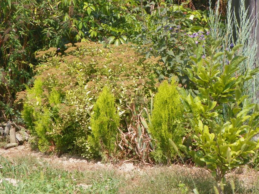 thuja Aurea nana - Dobarland 2019 4