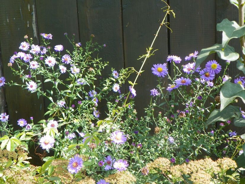 aster - Dobarland 2019 4