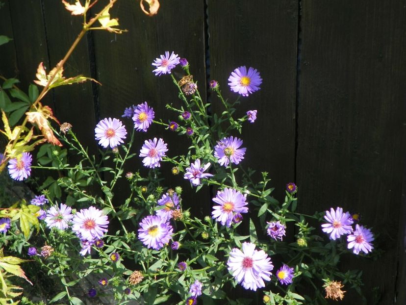 aster - Dobarland 2019 4