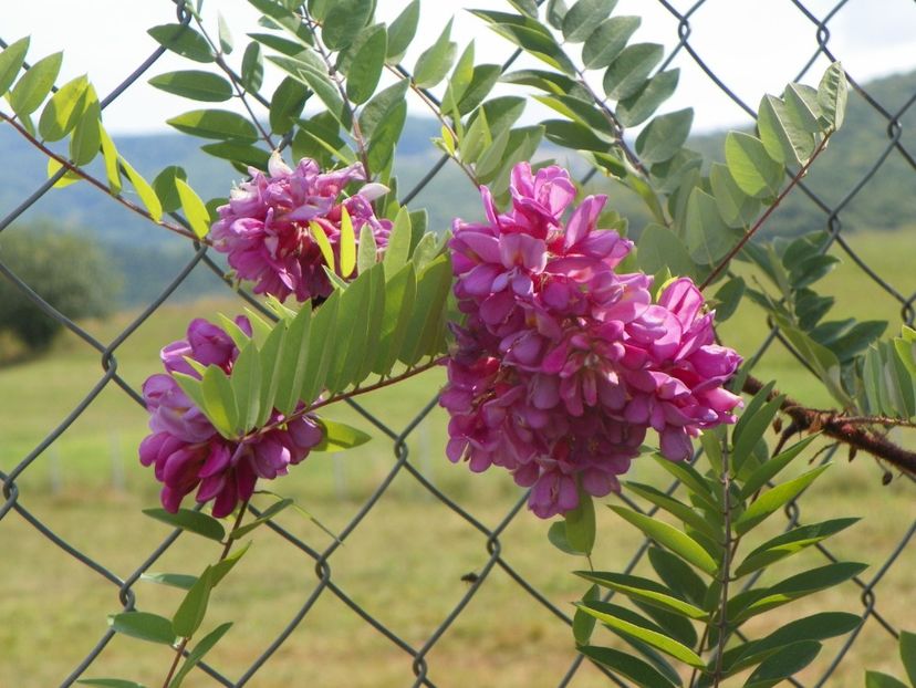 robinia hispida - Dobarland 2019 4