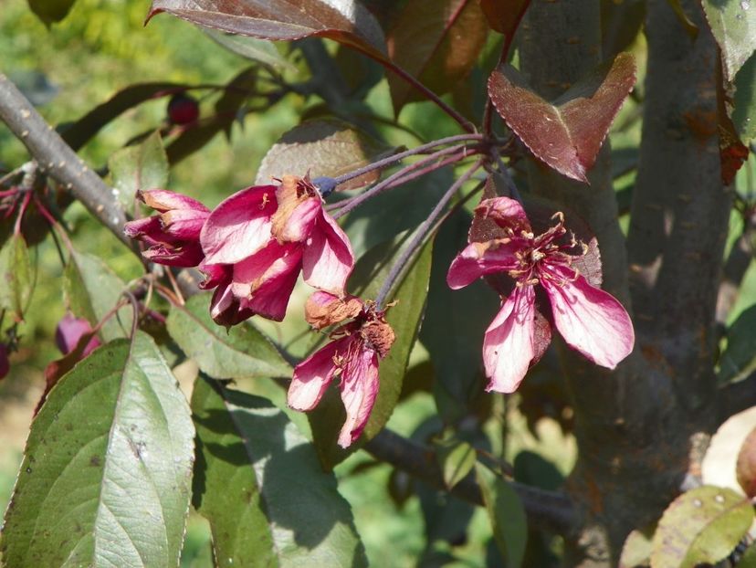 malus Royalty - Dobarland 2019 4