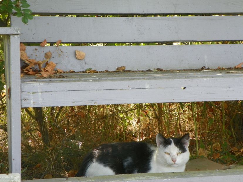 7 sept (40) - Dobarland 2019 4