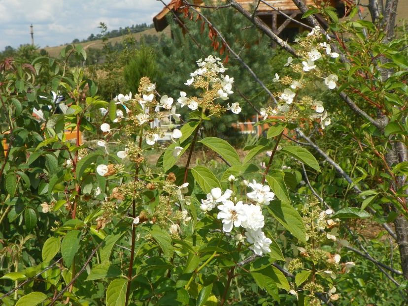 hydrangea pan. Unique - Dobarland 2019 4