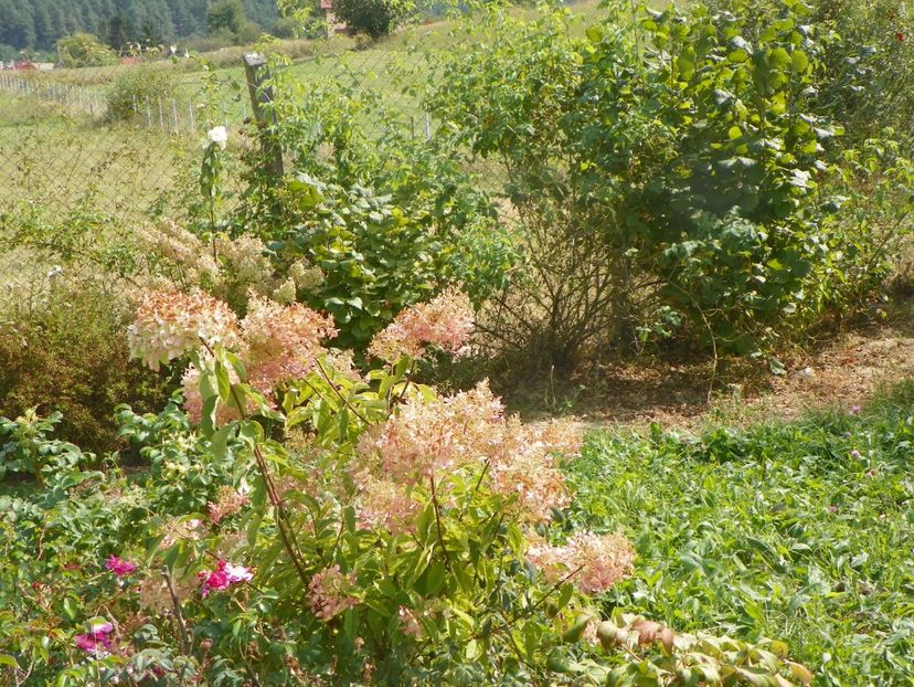 hydrangea pan. Phantom - Dobarland 2019 4