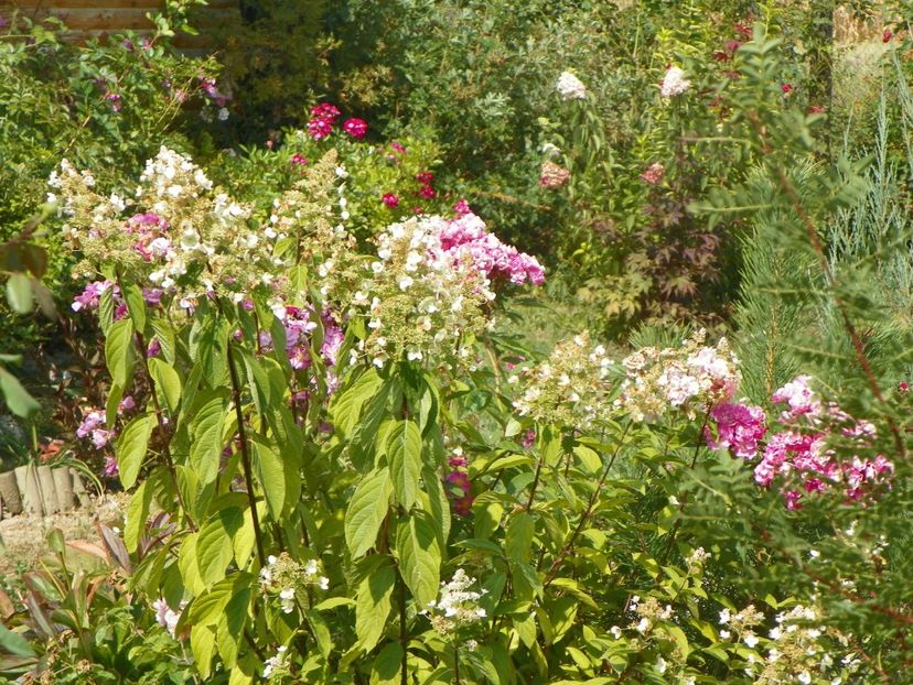 hydrangea pan. Interhydia - Pink Diamond - Dobarland 2019 4