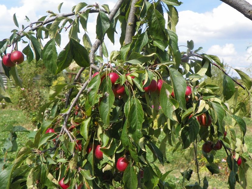 malus Cheal's Weeping - Dobarland 2019 4