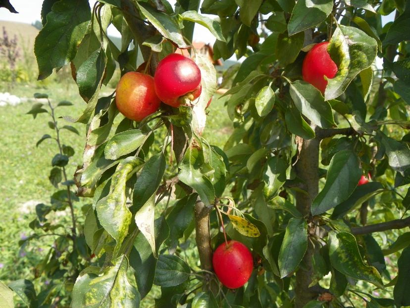 malus John Downie - Dobarland 2019 4