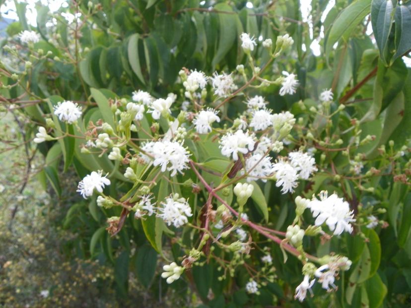 heptacodium miconioides - Dobarland 2019 4