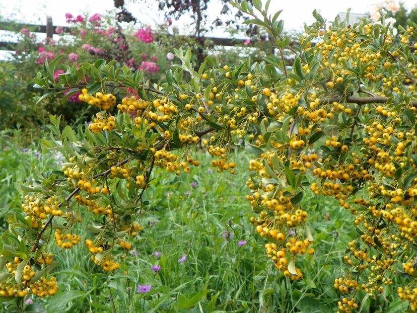 pyracantha Soleil d'Or - Dobarland 2019 4