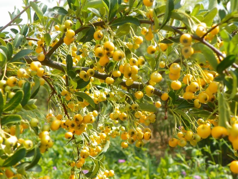 pyracantha Soleil d'Or - Dobarland 2019 4