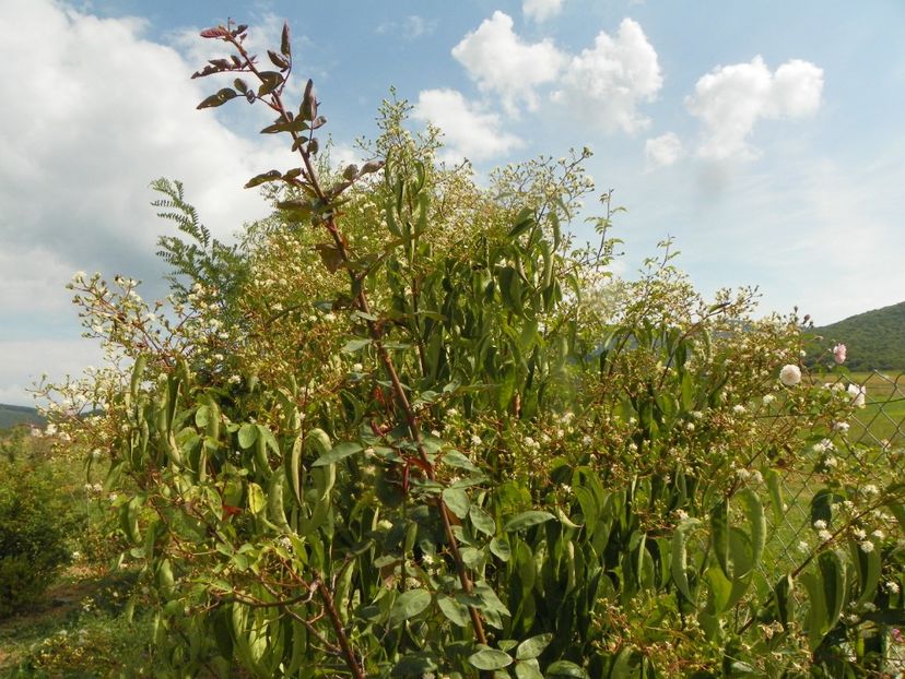 heptacodium miconioides - Dobarland 2019 4
